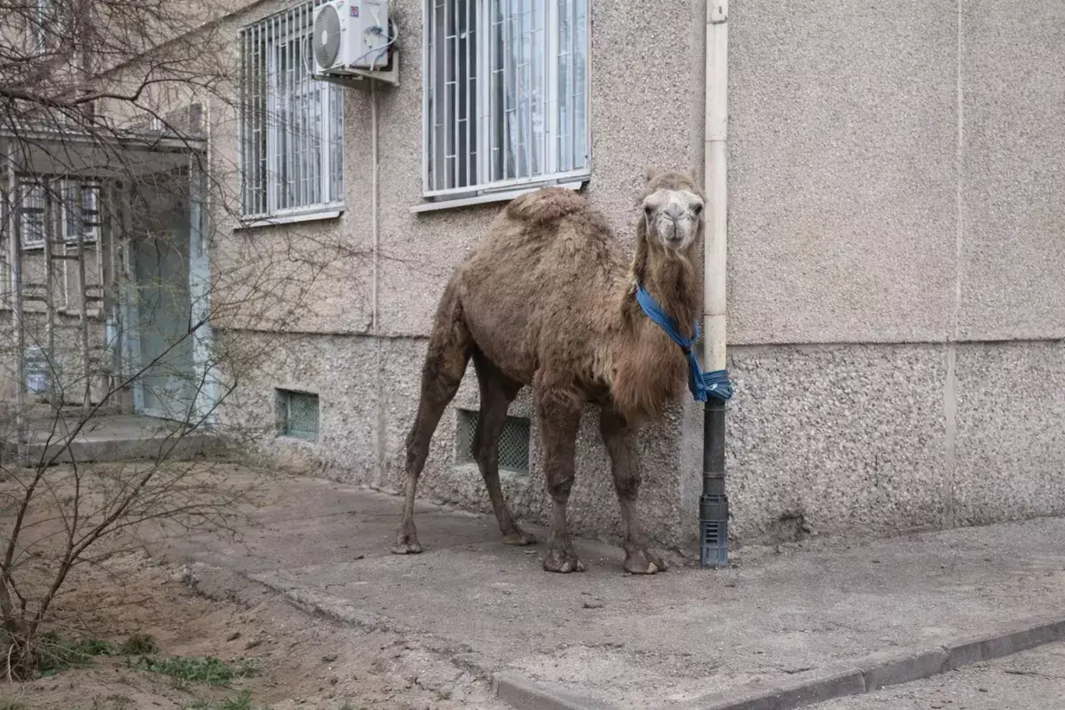 Хозяин «припарковал» верблюда у жилого дома в Актау - новости на Lada.kz 31.03.2026