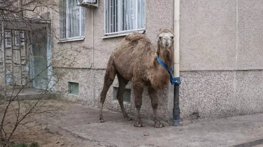 В Актау мужчину оштрафовали за “припаркованного“ у жилого дома верблюда