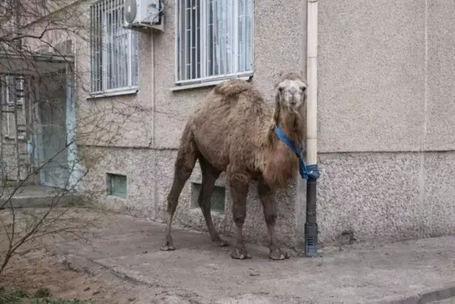 Ақтауда тұрғын үйдің жанындағы газ құбырына түйені байлап қойған (ВИДЕО)