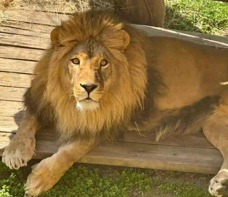 «Страдает в клетке» — необычное поведение льва объяснили в зоопарке Алматы