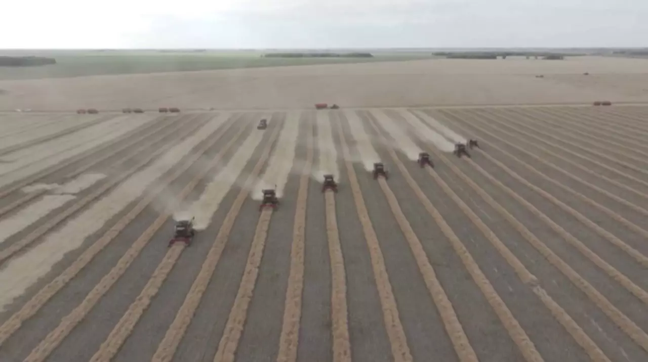 Бидай алқаптары 12 млн га дейін қысқарады