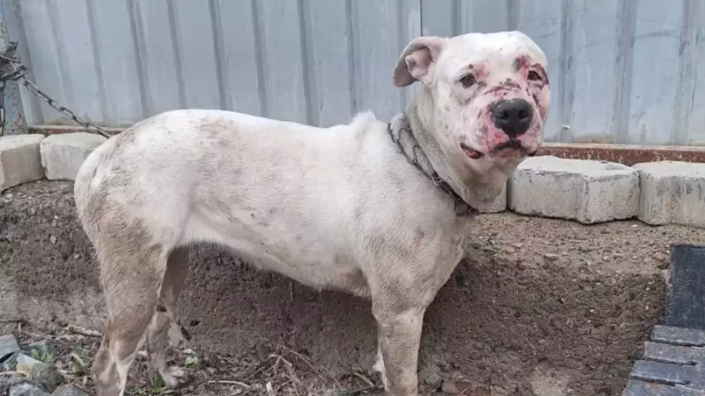 Казахстанка жестоко избила собаку лопатой и оказала сопротивление полиции