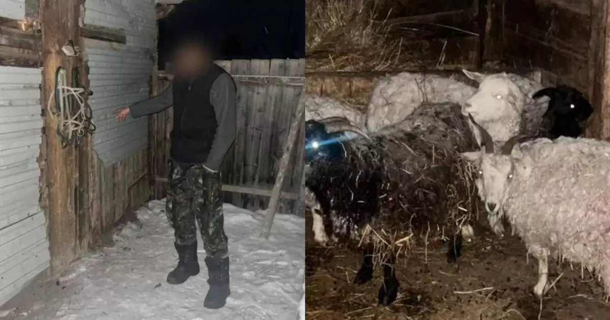  Шығыс Қазақстанда қорадағы малды шанаға салып алып кеткендер ұсталды 