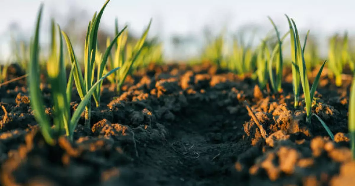  Жамбылда шаруаларға жер бермегендер жауапқа тартылды 