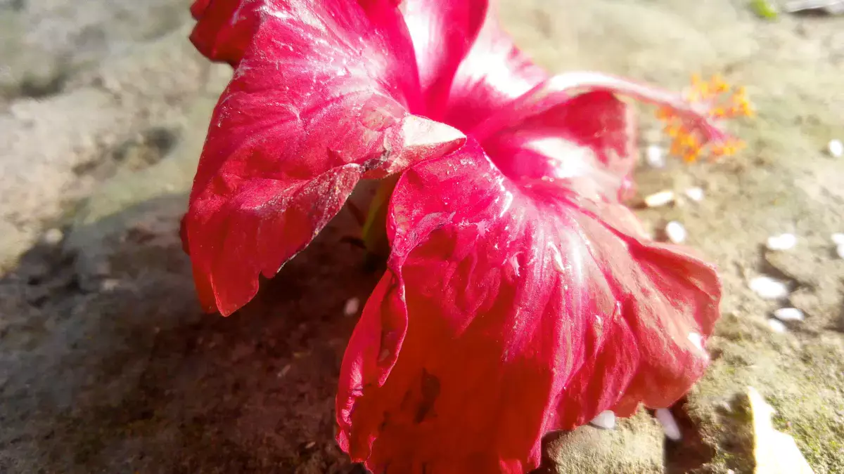 В Индии шестимесячный младенец задохнулся из-за цветка гибискуса - новости на Lada.kz 01.04.2026