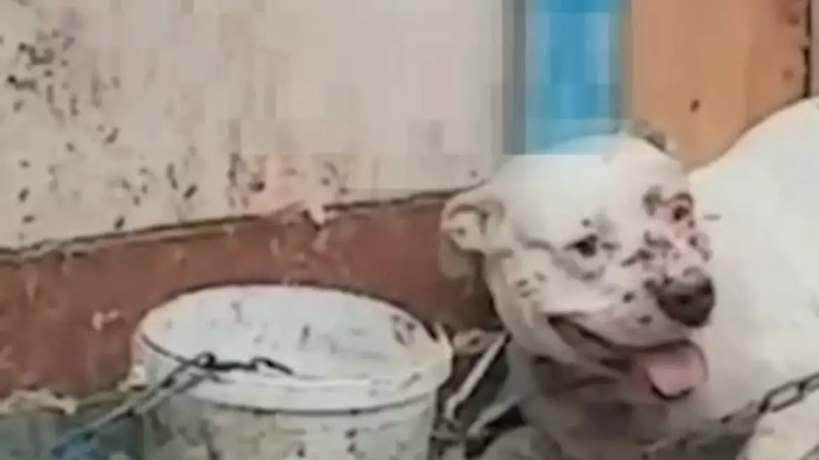 Итін күрекпен ұрған әйел полицияға да бағынбады: Іс қозғалды