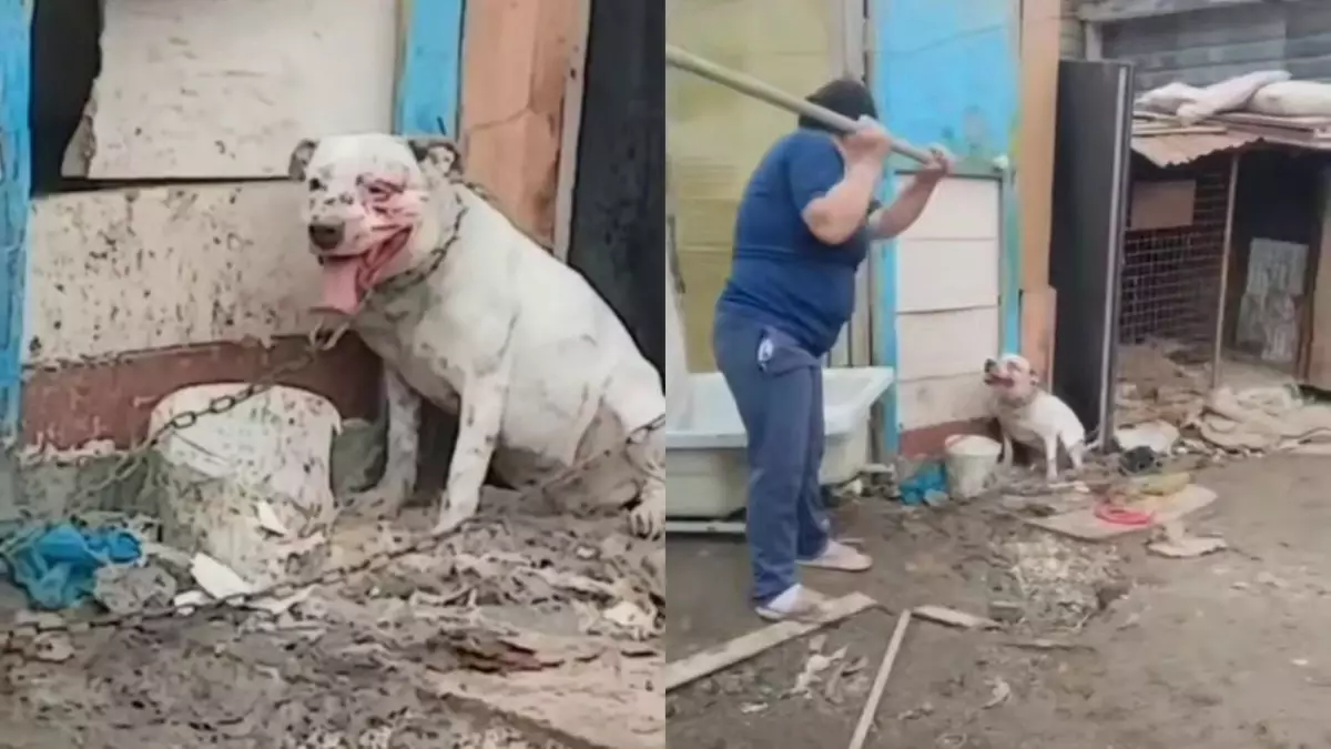 Избиение собаки в Атырау: женщина оказала сопротивление при задержании