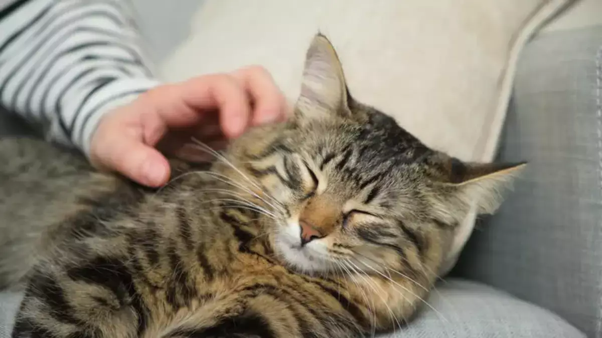 Названы скрытые заболевания, которые переносят домашние кошки - новости на Lada.kz 01.04.2026