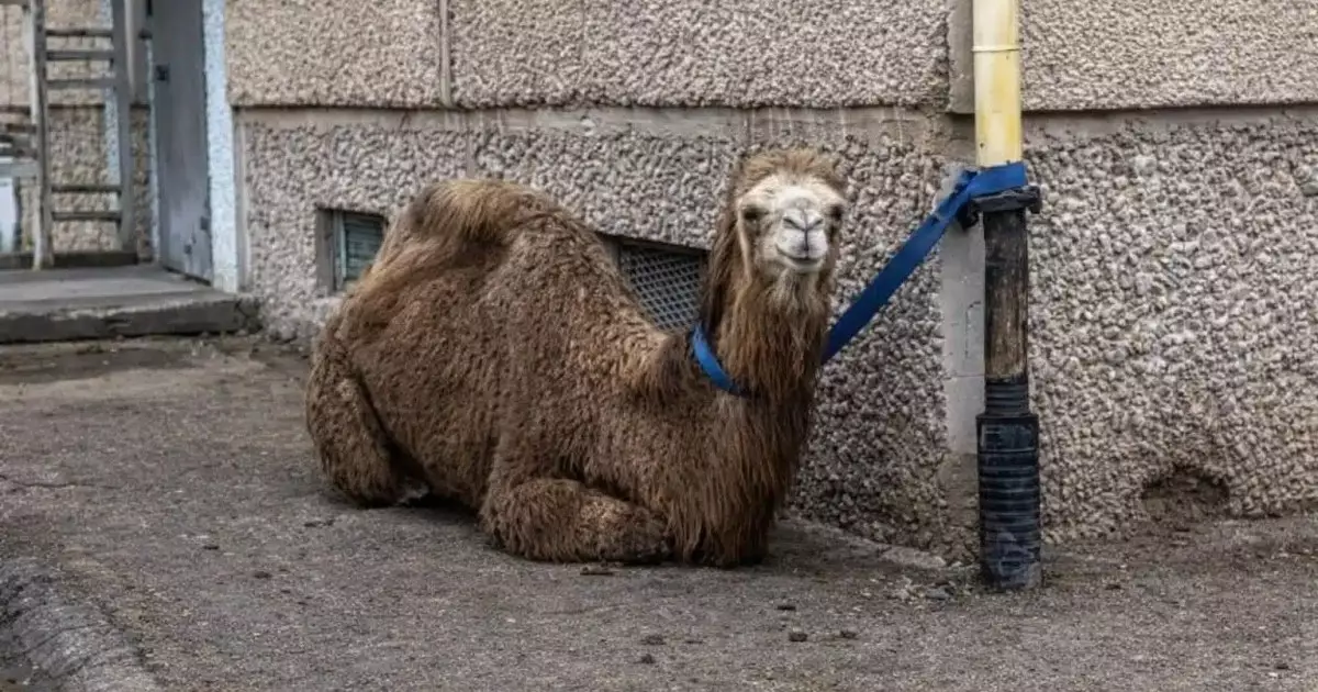  Ақтауда түйесін көп қабатты үйдің маңына байлап қойған тұрғынға айыппұл салынды (ВИДЕО) 