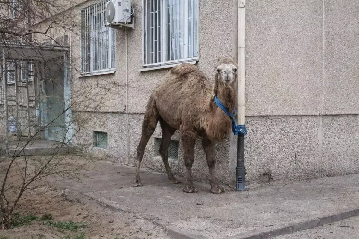 В Актау хозяину верблюда может грозить второй штраф