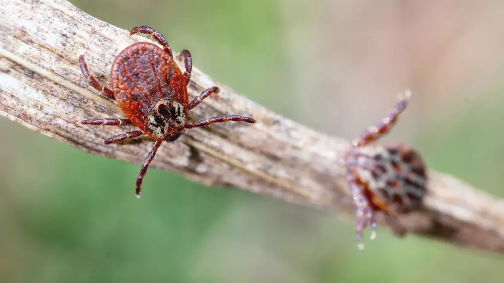 В Алматы начался сезон клещей. Сколько пострадавших и куда обращаться при укусе