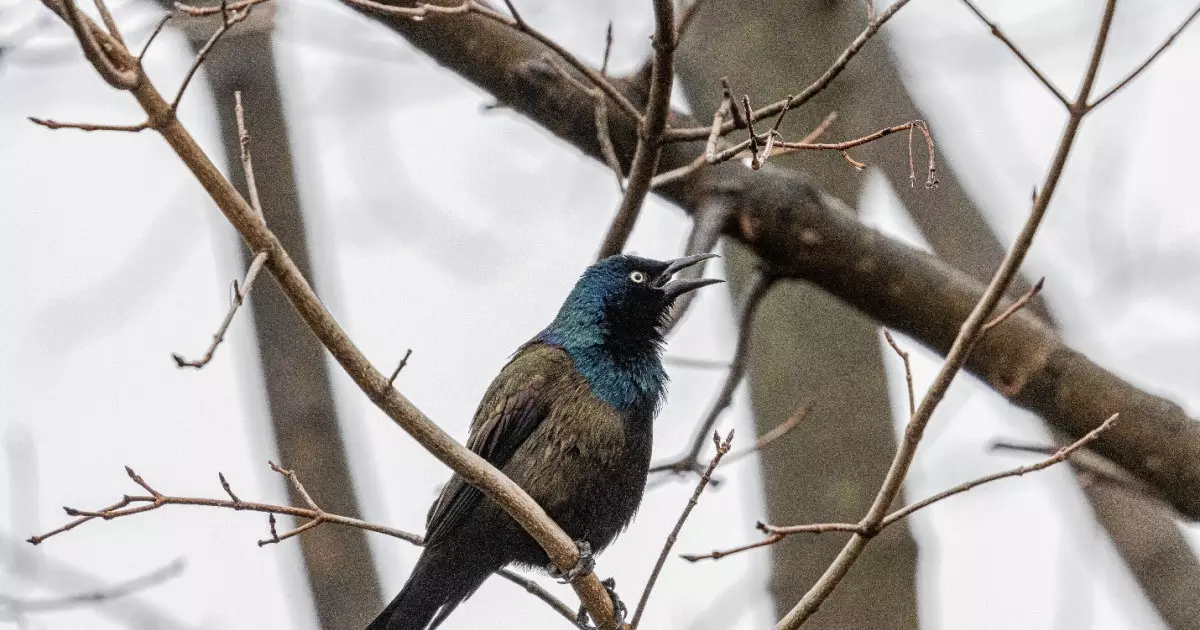  Қазақстанда құстың 20 жаңа түрі табылды 