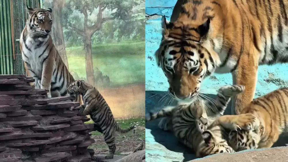 Амурским тигрятам в зоопарке Алматы дали казахские имена