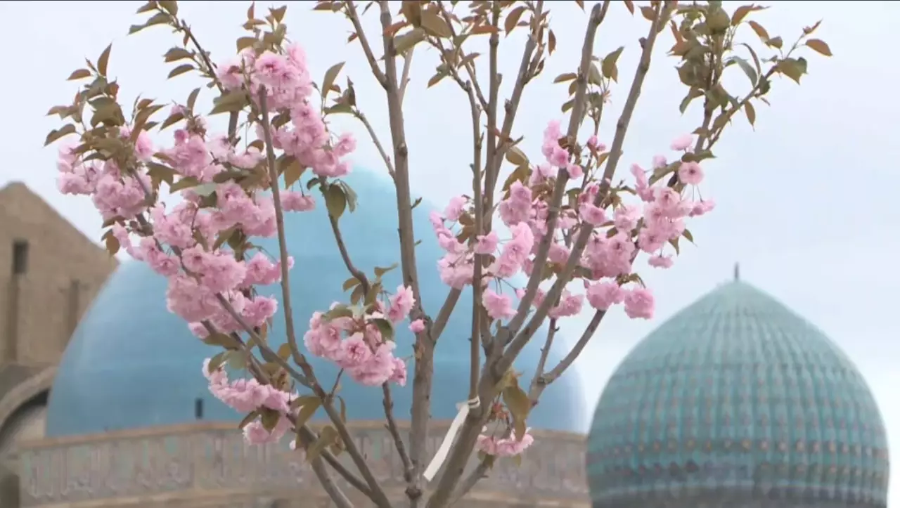 Түркістанда сакура гүлдеді