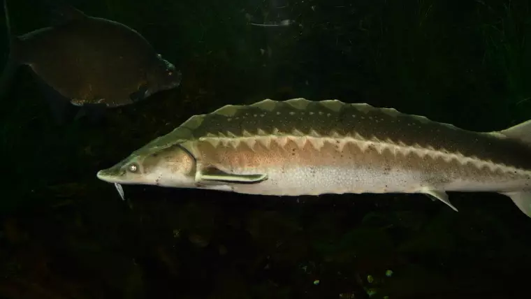 Қазақстанда "Бекіре-2026" балық қорғау акциясы басталды