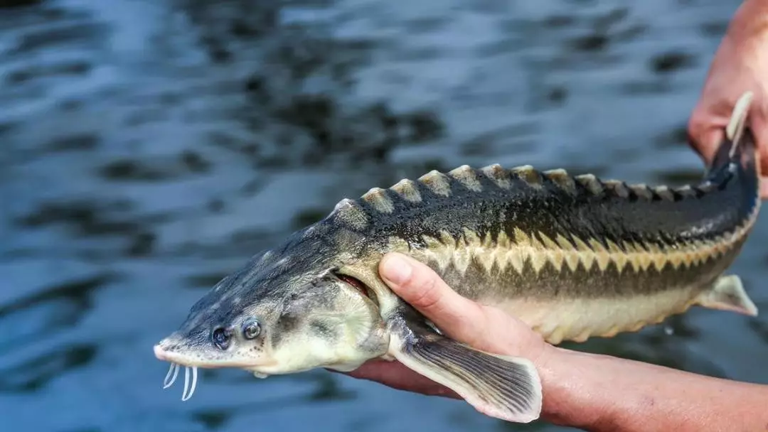 В Казахстане стартовала рыбоохранная акция в период нереста