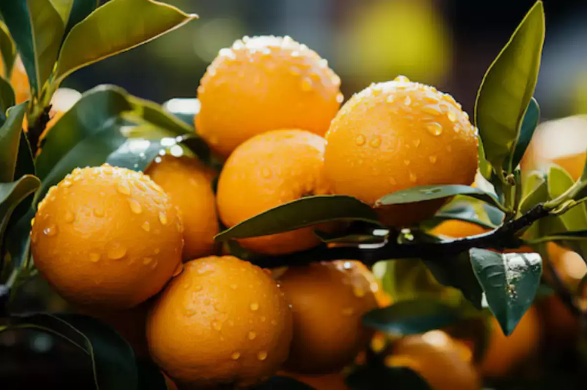 Врачи рассказали о последствиях ежедневного употребления апельсинов - новости на Lada.kz 01.04.2026