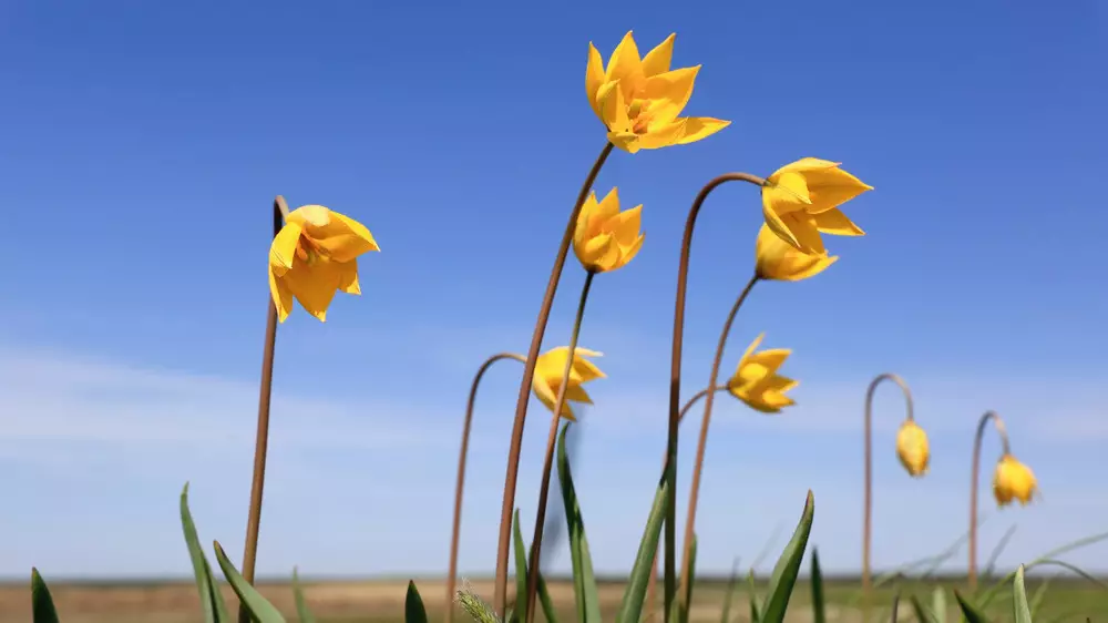 Жара до +32, местами грозы: Какая погода будет в Казахстане 2 апреля