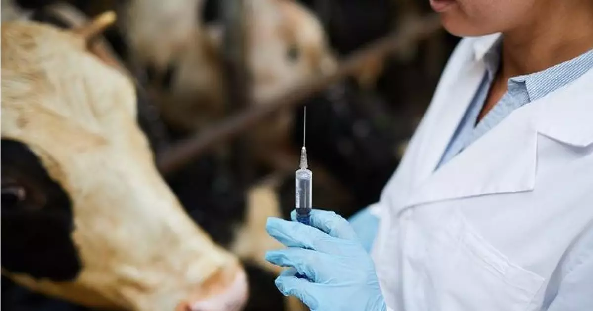   Ветеринария: ауыр еңбектің еленбеген тұсы   