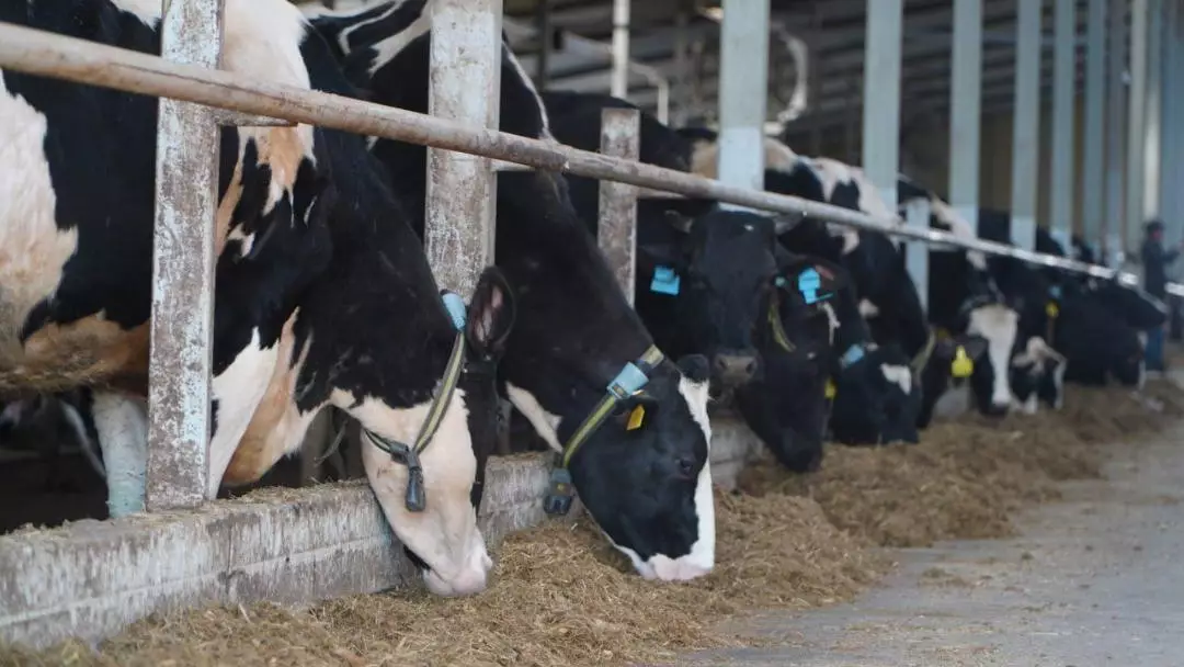 Современную молочную ферму на 400 голов запустили в Акмолинской области