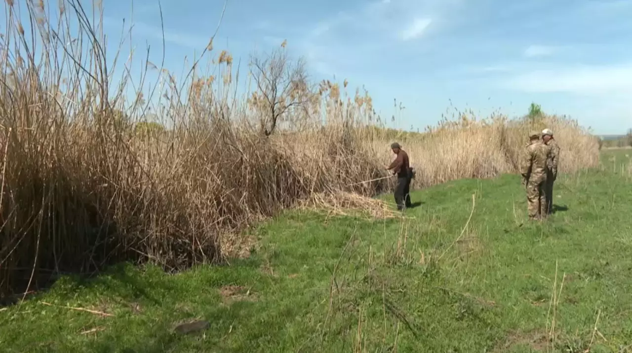 Шымкенттегі орман алқаптарында өрт қауіпсіздігі күшейтілді