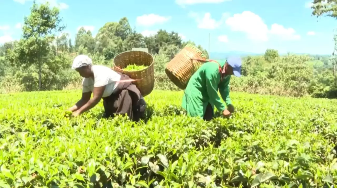 Кенияның шай экспортына қауіп төнді   