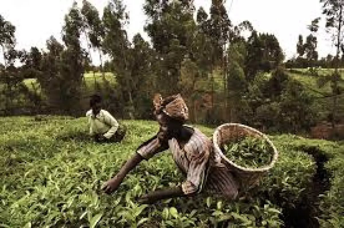 Ирандағы шиеленіс Кения шай экспортына соққы болды