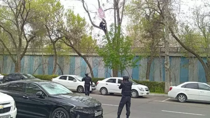 В Ташкенте мужчина устроил акцию у Верховного суда, забравшись на дерево