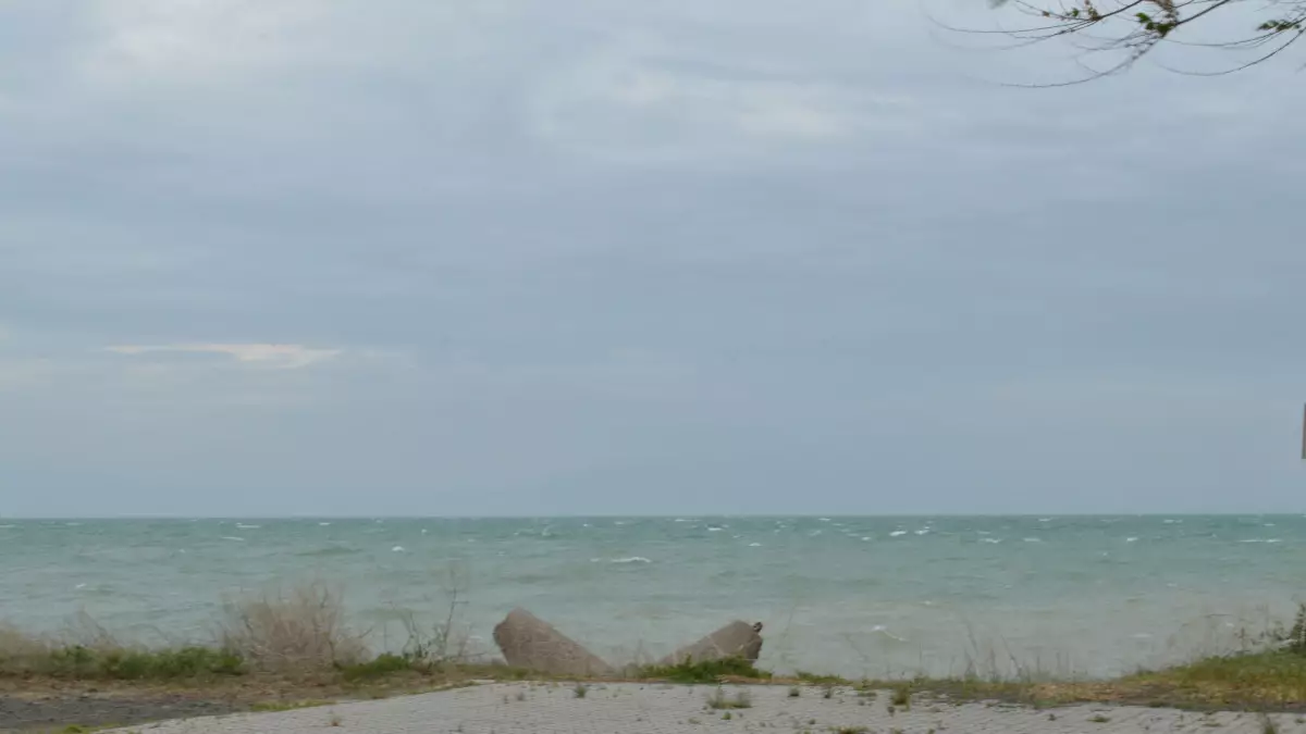 Арал теңізінің құрғаған жеріне өсімдіктер егіледі