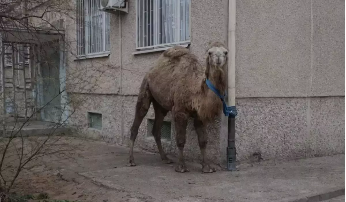 Ақтауда түйені көпқабатты үйдің түбіндегі газ құбырына байлап кеткен