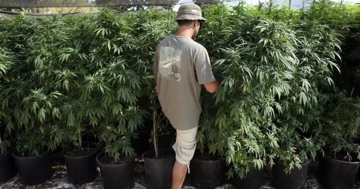  Казахстанца наказали за курение марихуаны. Он обратился в Конституционный суд 