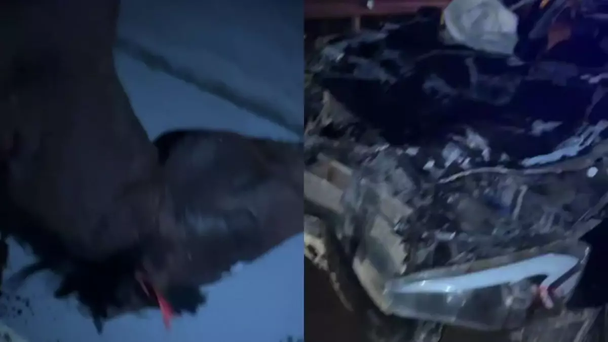 Астана маңындағы жолда жеңіл көлік жылқыға соғылды: Зардап шеккендер бар