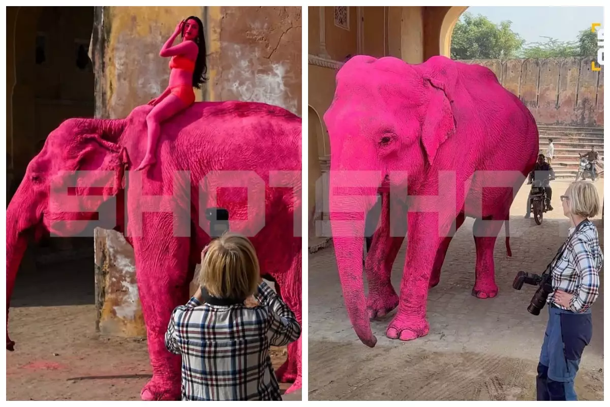 Блогер фотосессия үшін пілді қызғылт түске бояған: Жануар содан кейін өліп кетті
