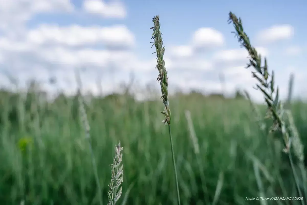 Казахстан вошел в число крупнейших стран по аграрным землям