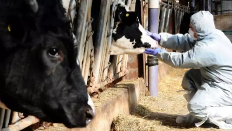 Близ границы Казахстана ящур подтвердили у сотен животных