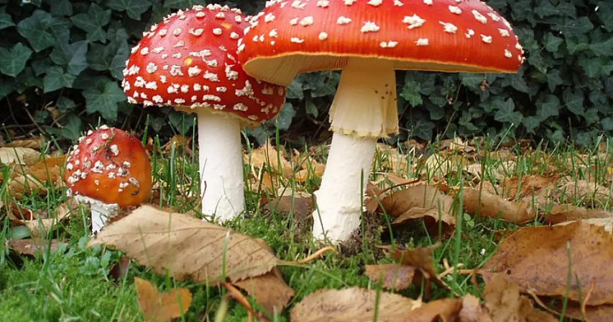  Саңырауқұлақтар “сөйлесе” алады: ғалымдар ақпарат алмасу механизмін анықтады 