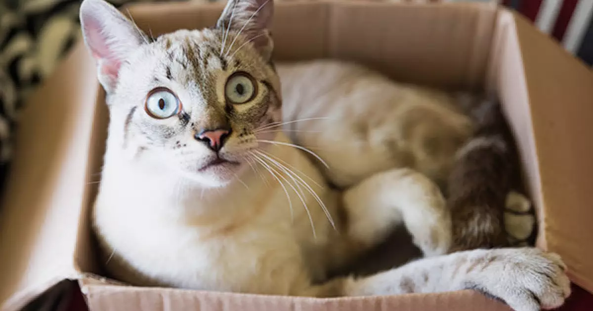  Ғылым іш пыстырмайды: ең күлкілі 5 ғылыми зерттеу 