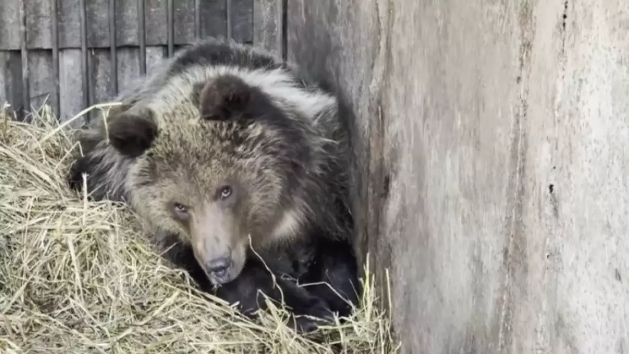 Медвежонку Хабар исполнился год