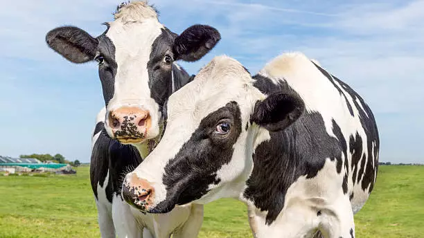 «Две коровы» больше не приносят дохода семьям в Казахстане