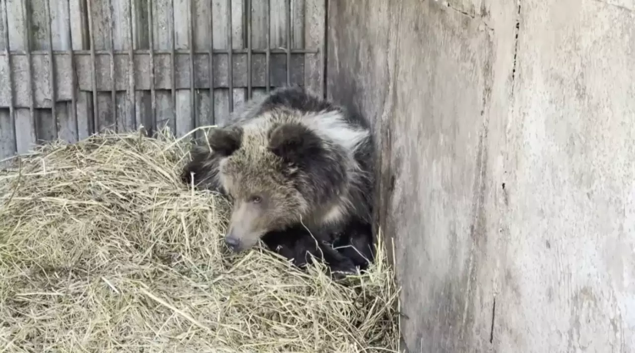 «Хабар» бір жасқа толды