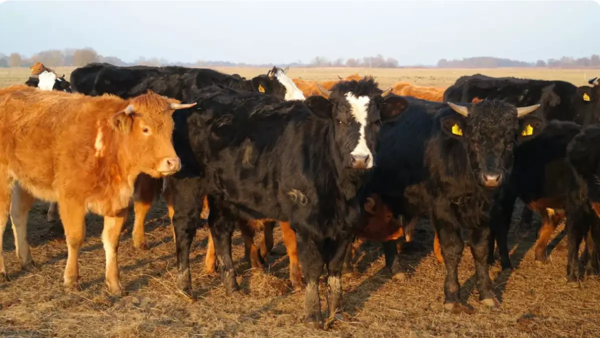 Қытайдың Қазақстанмен көршілес аймағында аусылдың (АА) жаңа штаммы анықталды