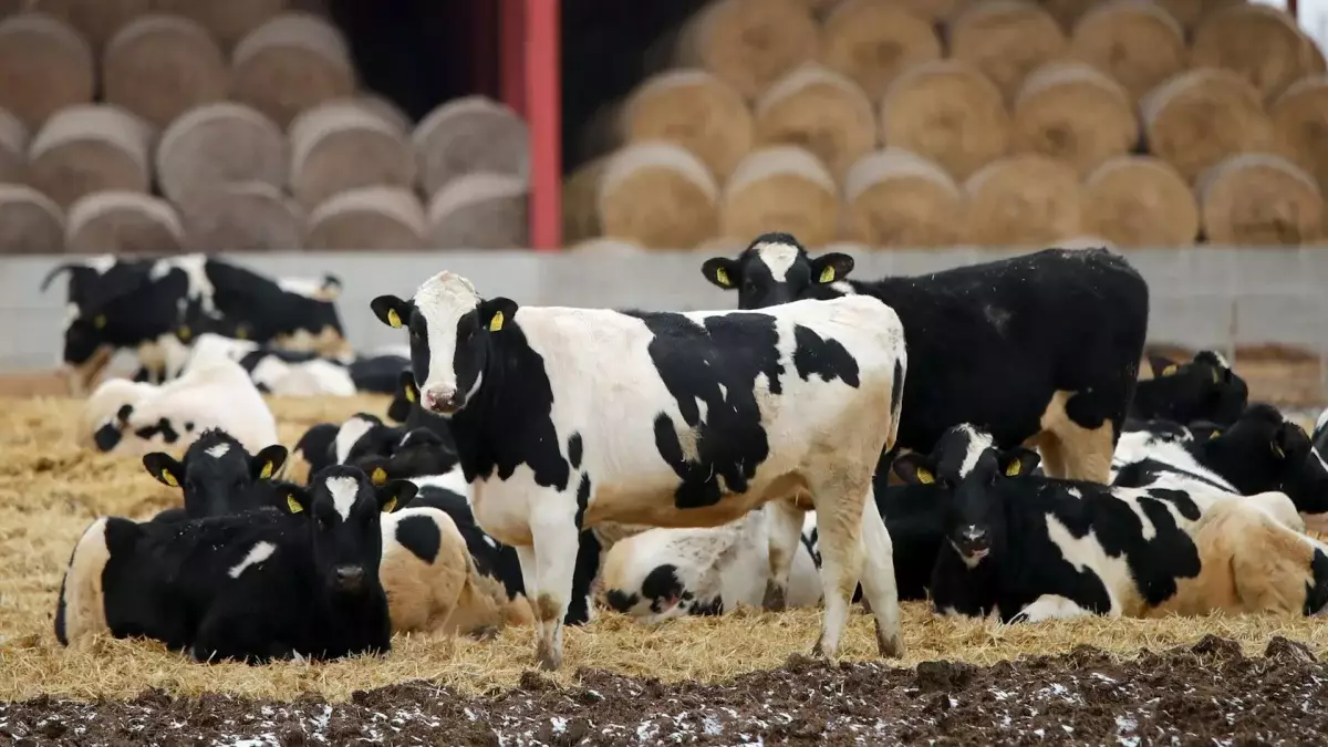 Ящур у границы Казахстана: сотни животных заражены, вводятся экстренные меры