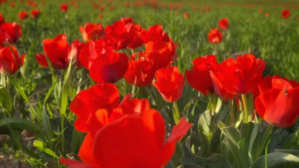 Түркістан облысында Қызыл кітаптағы Грейг қызғалдағы гүлдеді