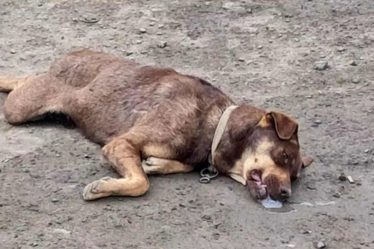 «Убивают на глазах у детей»: в Атырау вспыхнул скандал из-за отстрела собак
