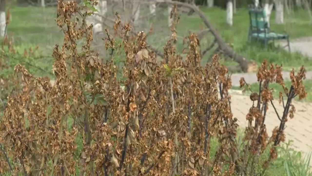 Зелёные насаждения массово засыхают в Шымкенте