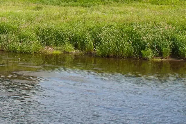 Түркістан облысында 2 жастағы қыз баланы ағыс алып кеткен