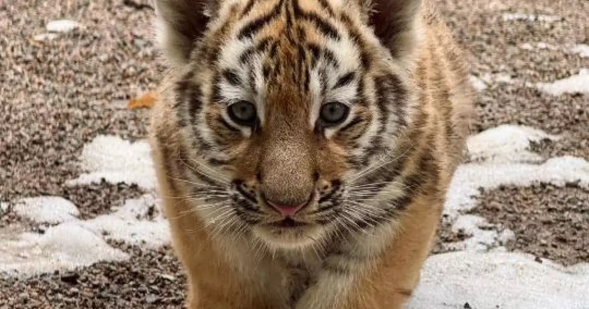   Алматы зообағында үш амур жолбарысының күшігі дүниеге келді   