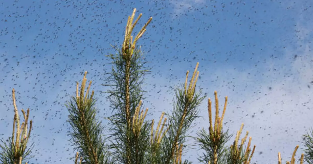 Астанада маса мен шіркейге қарсы күрес жұмысы қалай өтеді? 