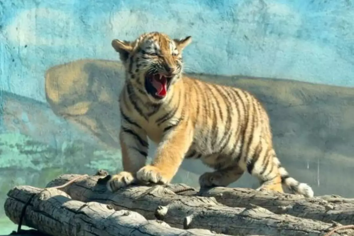 Бентли, Ярга и их малыши: у пары редких тигров в Алматы родилась тройня