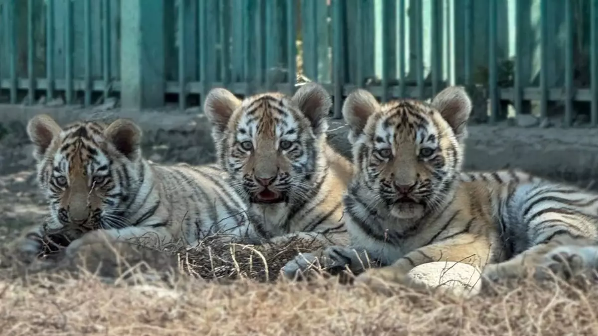 Алматы зообағында туған шөнжіктерге ат қойылды